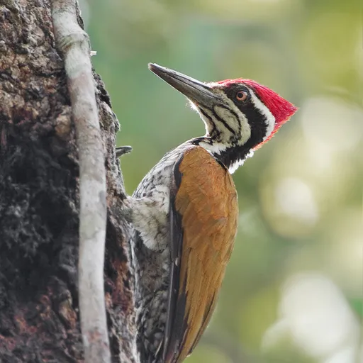 Greater Flameback (Chrysocolaptes guttacristatus)
