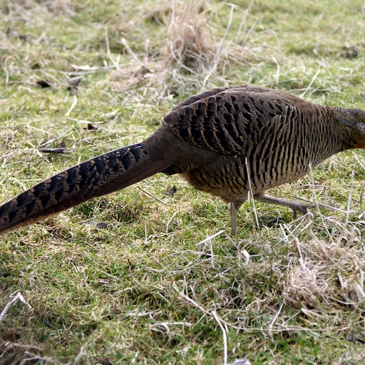 Golden Pheasant (Chrysolophus pictus)