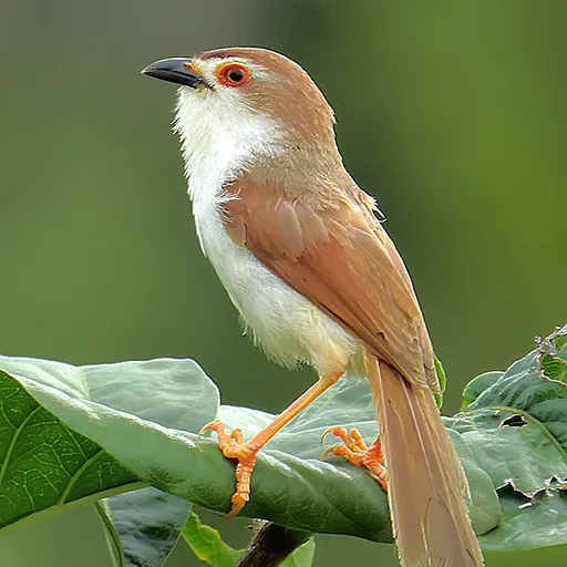 Yellow-eyed Babbler (Chrysomma sinense)