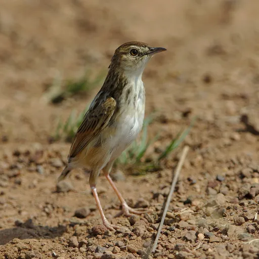 Cloud Cisticola (Cisticola textrix)