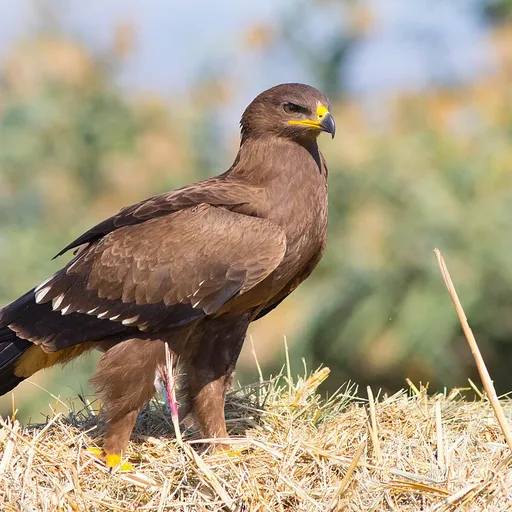 Lesser Spotted Eagle (Clanga pomarina)