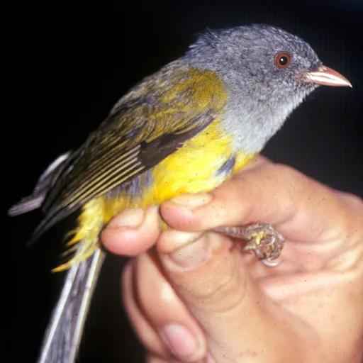 Grey-hooded Bush Tanager (Cnemoscopus rubrirostris)