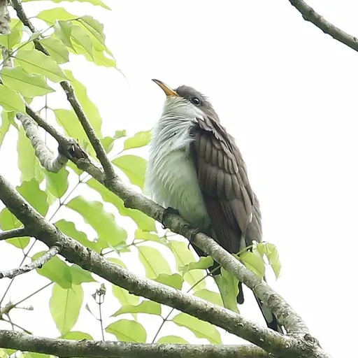 Pearly-breasted Cuckoo (Coccyzus euleri)