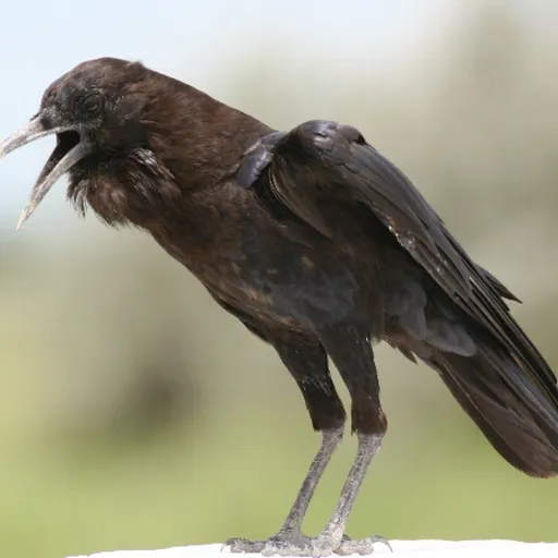 Cape Crow (Corvus capensis)