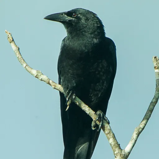 Cuban Crow (Corvus nasicus)