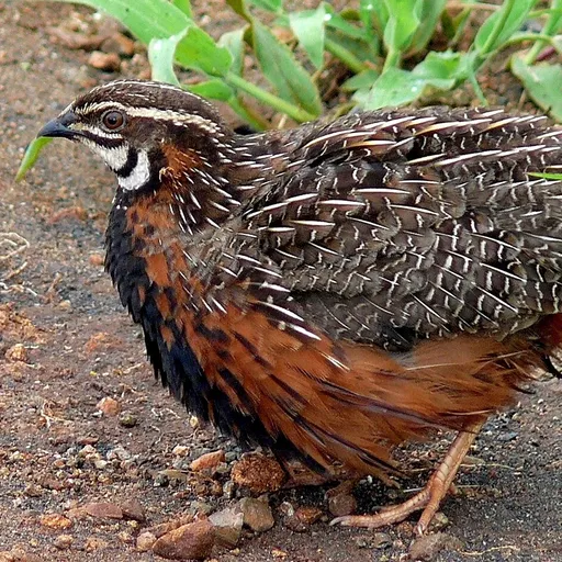 Harlequin Quail (Coturnix delegorguei)