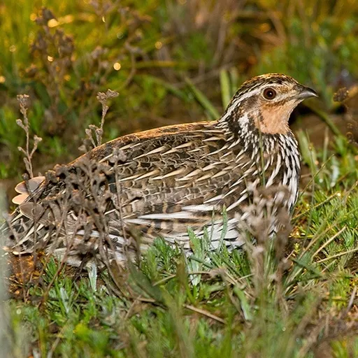 Stubble Quail (Coturnix pectoralis)