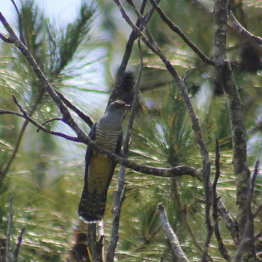 Madagascar Cuckoo (Cuculus rochii)
