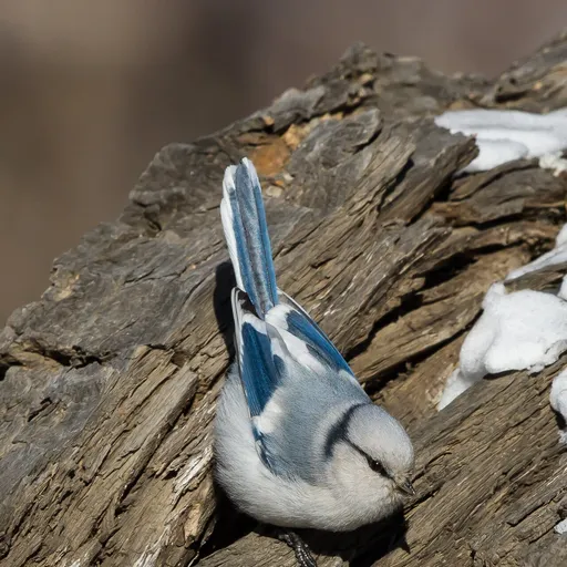 Azure Tit (Cyanistes cyanus)