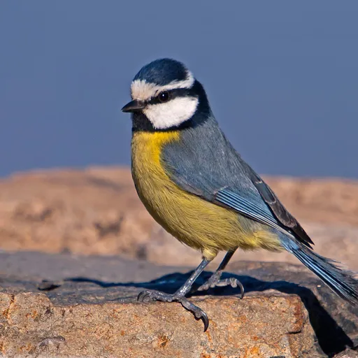 African Blue Tit (Cyanistes teneriffae)