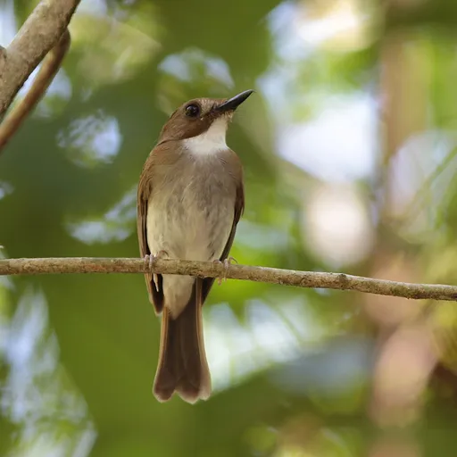 Grey-chested Jungle Flycatcher (Cyornis umbratilis)