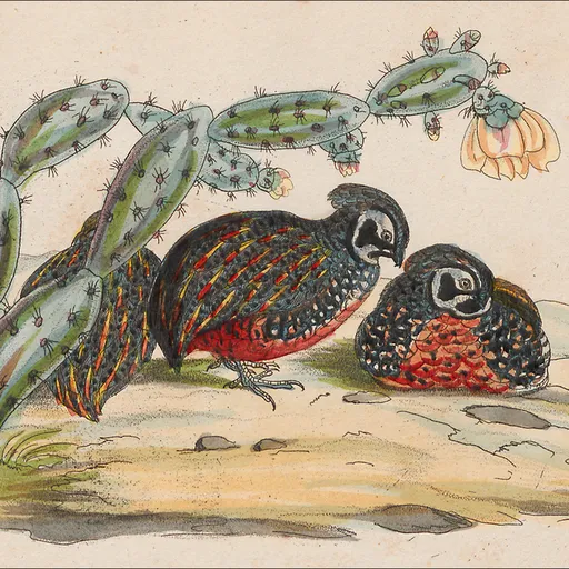 Ocellated Quail (Cyrtonyx ocellatus)