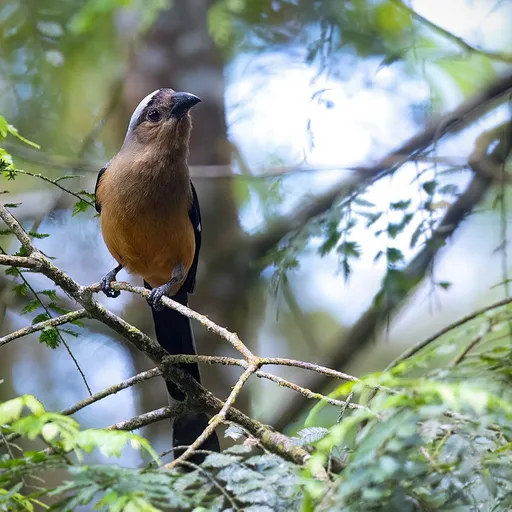 Bornean Treepie (Dendrocitta cinerascens)