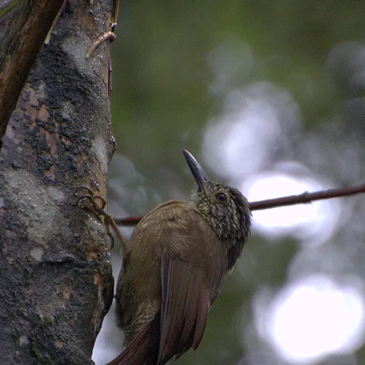 Planalto Woodcreeper (Dendrocolaptes platyrostris)