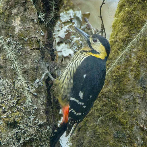 Darjeeling Woodpecker (Dendrocopos darjellensis)