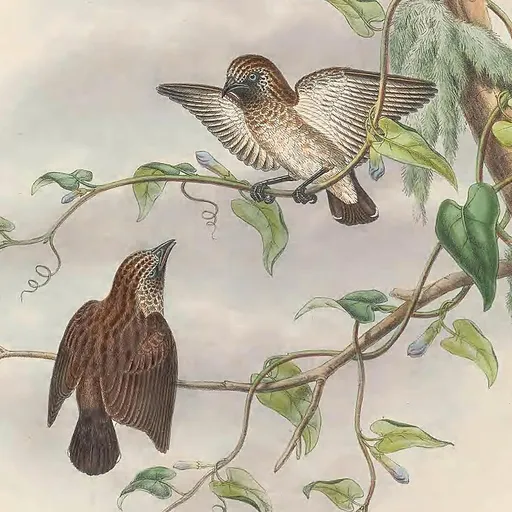 Mottled Flowerpecker (Dicaeum tristrami)