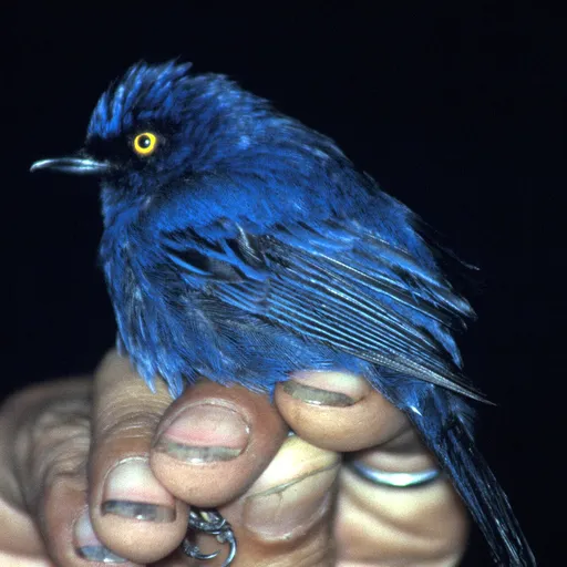 Golden-eyed Flowerpiercer (Diglossa glauca)