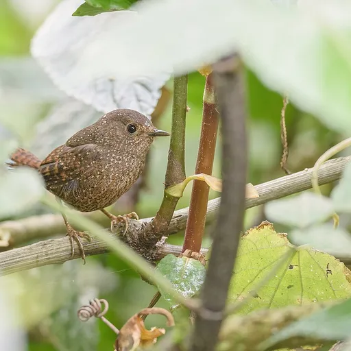 Spotted Elachura (Elachura formosa)