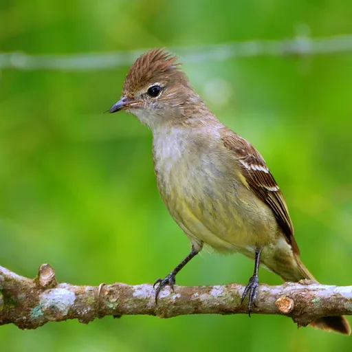 Yellow-bellied Elaenia (Elaenia flavogaster)