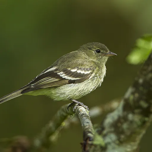 Mountain Elaenia (Elaenia frantzii)