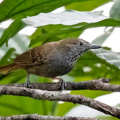 Brown-bellied Stipplethroat (Epinecrophylla gutturalis)