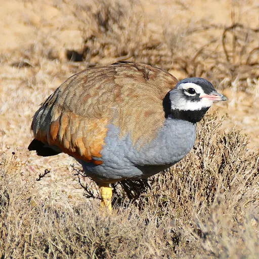 Blue Korhaan (Eupodotis caerulescens)
