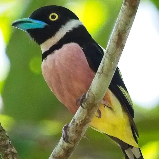 Black-and-yellow Broadbill (Eurylaimus ochromalus)