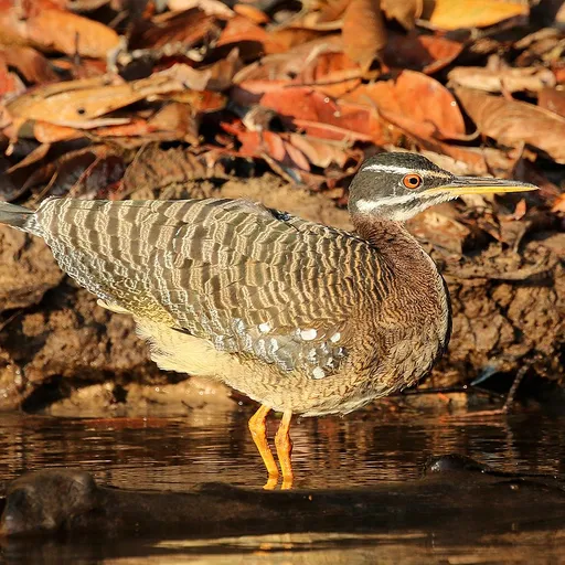 Sunbittern (Eurypyga helias)