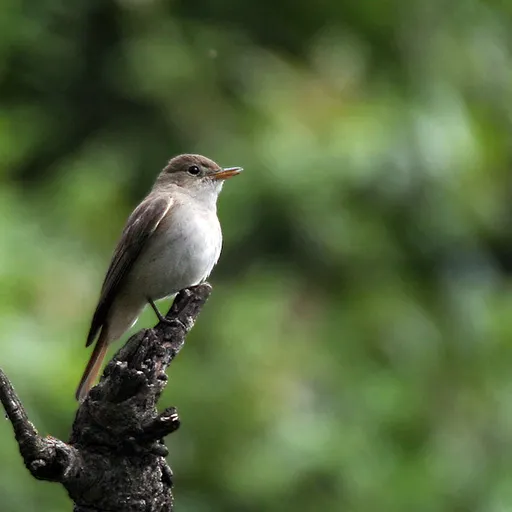 Rusty-tailed Flycatcher (Ficedula ruficauda)