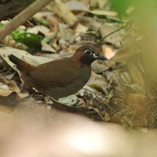 Mayan Antthrush (Formicarius moniliger)