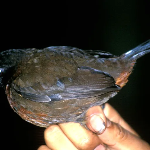 Rufous-breasted Antthrush (Formicarius rufipectus)