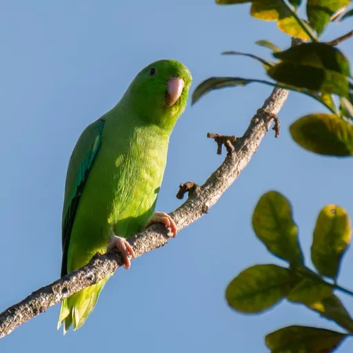 Green-rumped Parrotlet (Forpus passerinus)