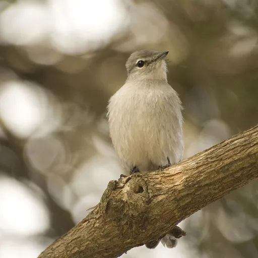 Ashy Flycatcher (Fraseria caerulescens)