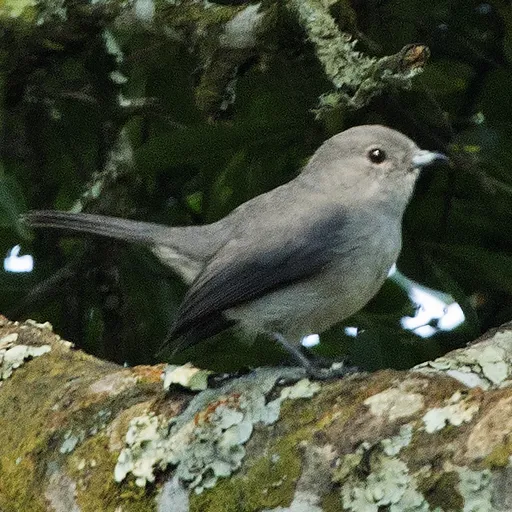 Grey-throated Tit-Flycatcher (Fraseria griseigularis)