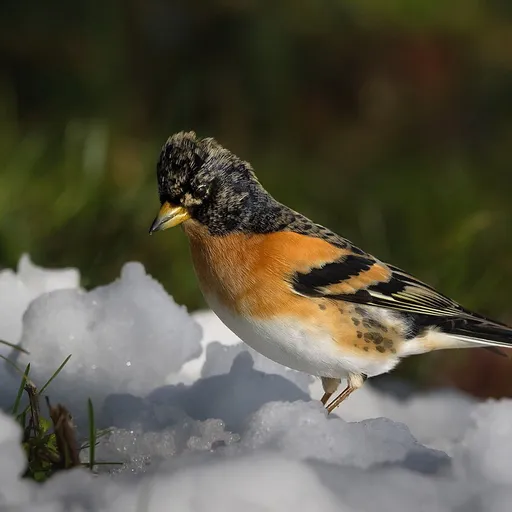 Brambling (Fringilla montifringilla)