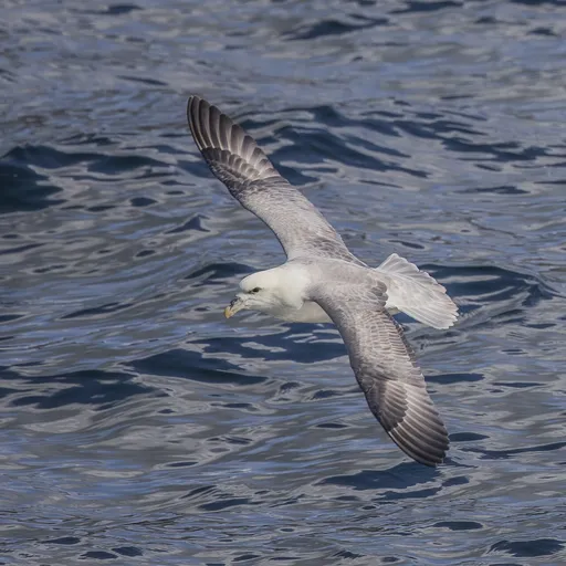 Northern Fulmar (Fulmarus glacialis)