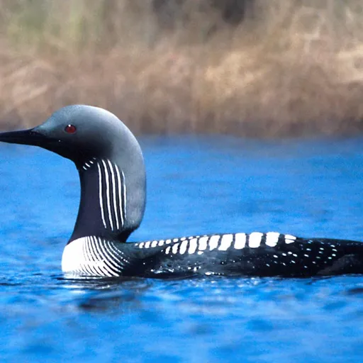 Pacific Loon (Gavia pacifica)