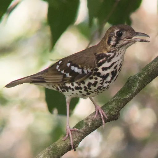 Spotted Ground Thrush (Geokichla guttata)