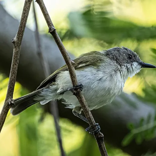 Green-backed Gerygone (Gerygone chloronota)