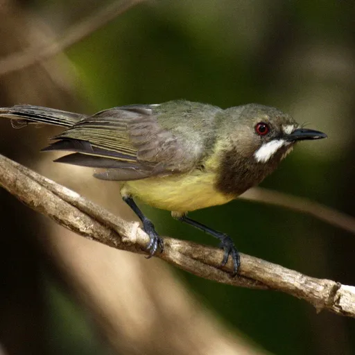 Fairy Gerygone (Gerygone palpebrosa)