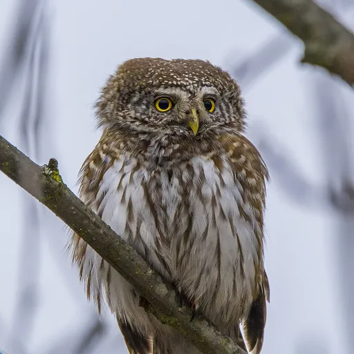 Eurasian Pygmy Owl (Glaucidium passerinum)
