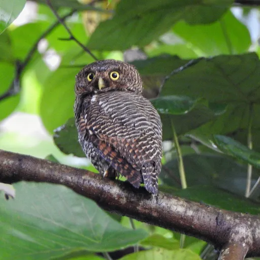Jungle Owlet (Glaucidium radiatum)