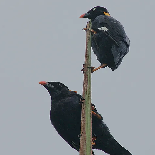 Sri Lanka Hill Myna (Gracula ptilogenys)