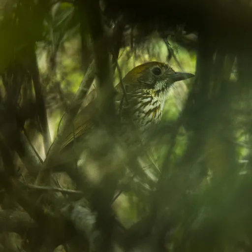 Watkins's Antpitta (Grallaria watkinsi)
