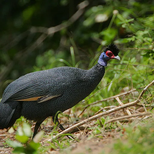 Eastern Crested Guineafowl (Guttera pucherani)