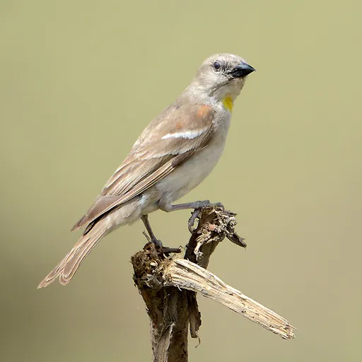 Yellow-throated Sparrow (Gymnoris xanthocollis)