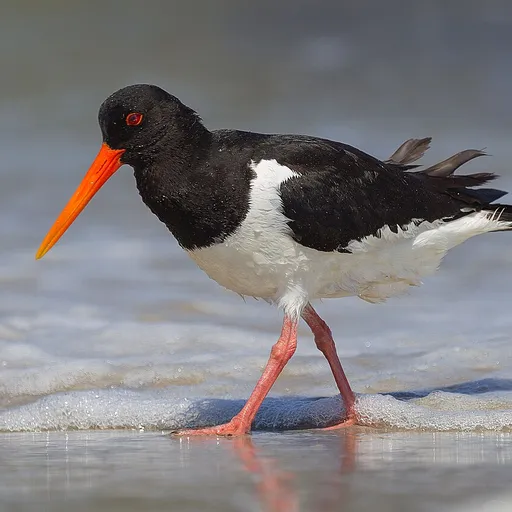 Eurasian Oystercatcher (Haematopus ostralegus)