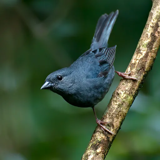 Uniform Finch (Haplospiza unicolor)