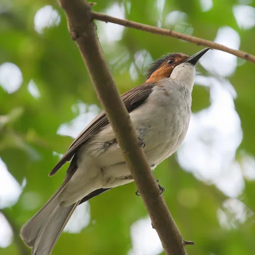 Chestnut Bulbul (Hemixos castanonotus)