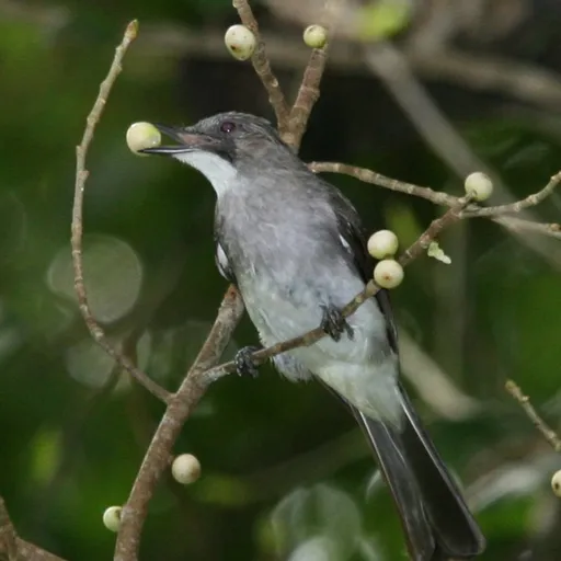 Cinereous Bulbul (Hemixos cinereus)
